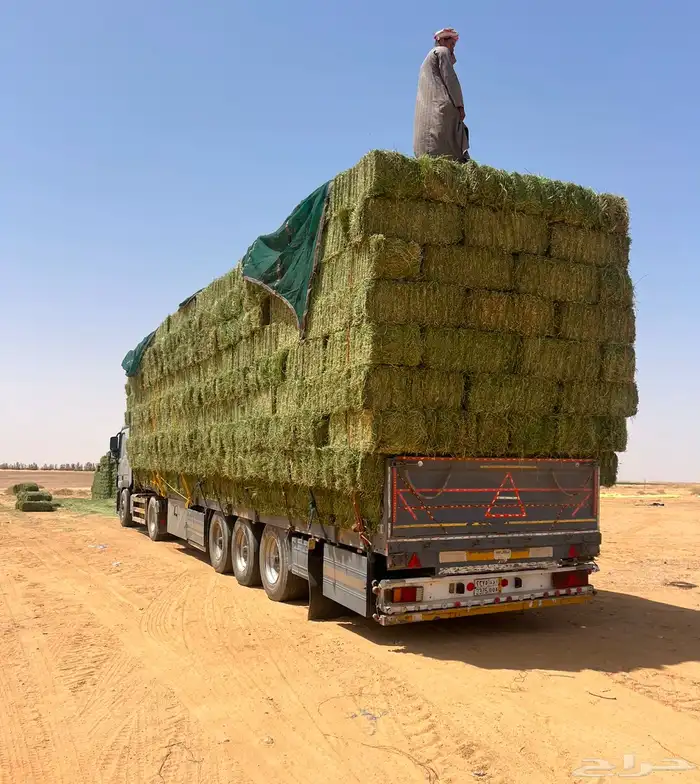 برسيم صافي جندير ميقوع وزن 30 كيلو 8