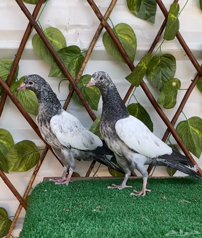 طبات تيدي تم البيع 0