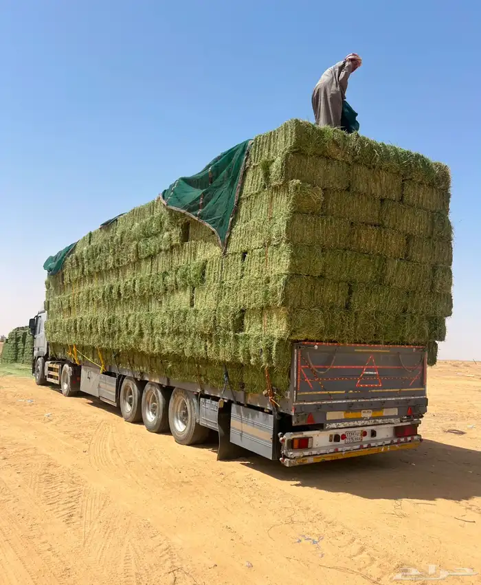 برسيم صافي جندير ميقوع وزن 30 كيلو 7