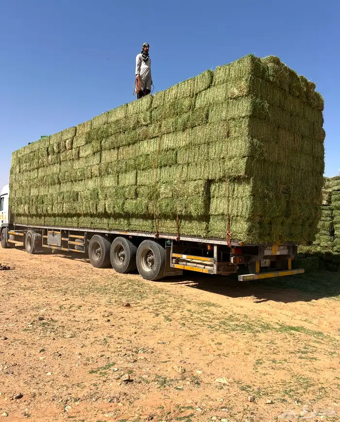 برسيم صافي جندير ميقوع وزن 30 كيلو 9