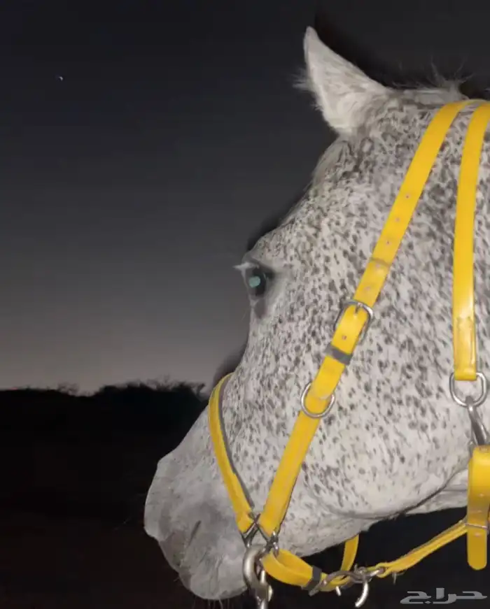 حصان مكس للبيع 1