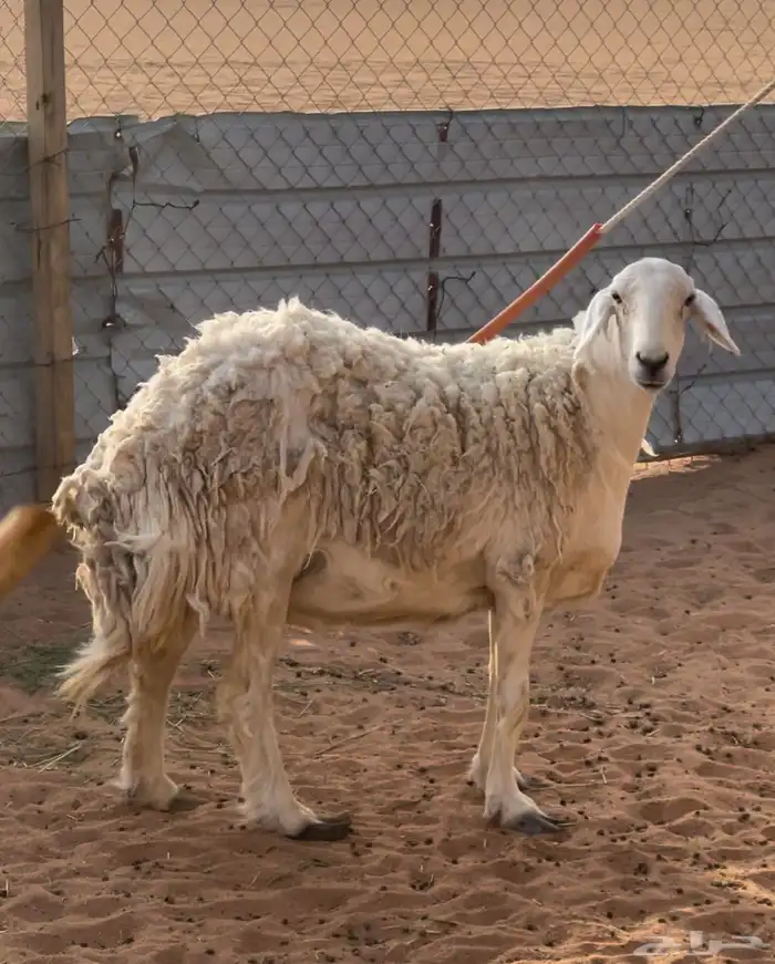 حريات صنف الصنف جروم شعره 0