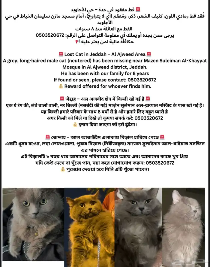 قط ضايع حي الأجاويد (مكافأة مالية لمن يجده) 0