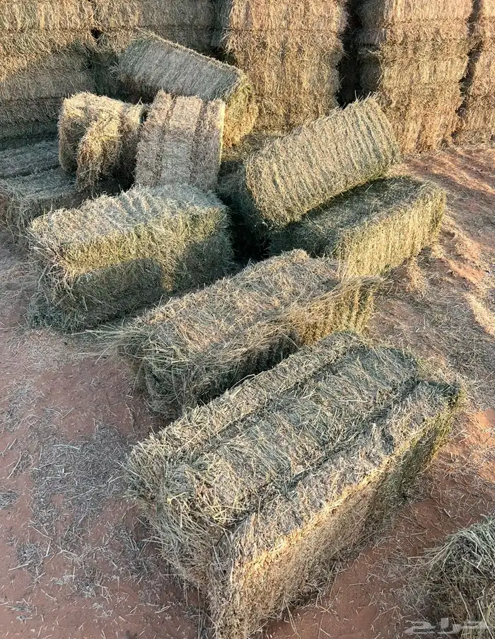 برسيم صافي جندير ميقوع وزن 30 كيلو 5