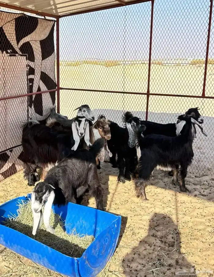 عوارض صنف الصنف 1