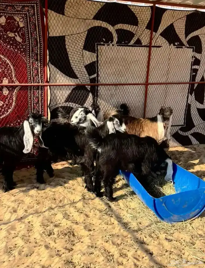 عوارض صنف الصنف 7