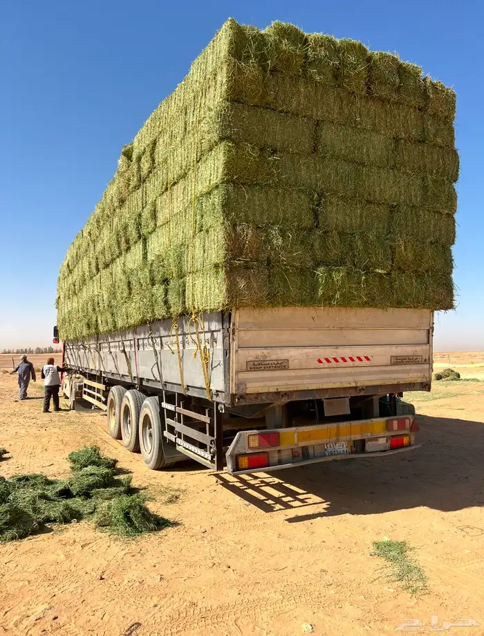 برسيم صافي جندير ميقوع وزن 30 كيلو 6