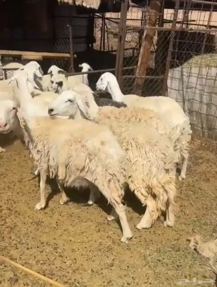 نعاج مضاريع دفع دفع 1