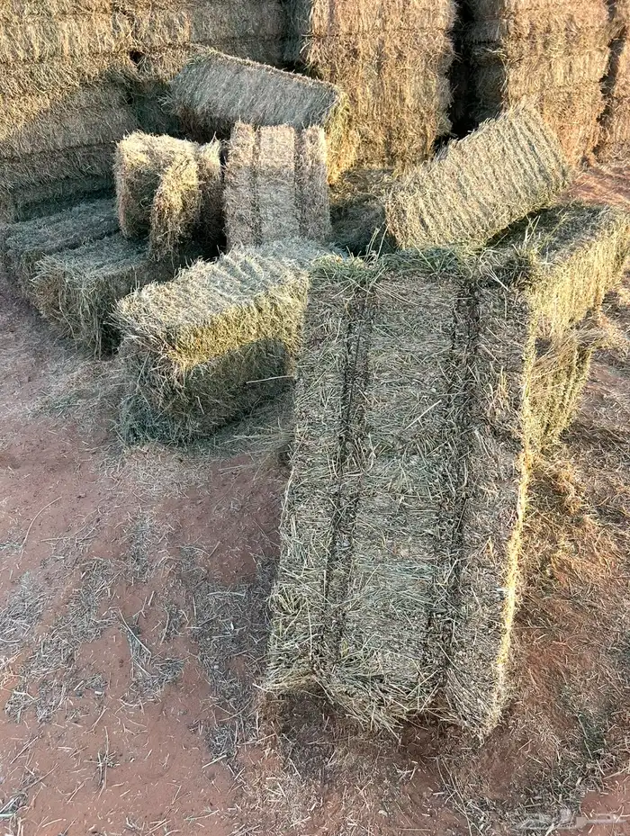 برسيم صافي جندير ميقوع وزن 30 كيلو 3