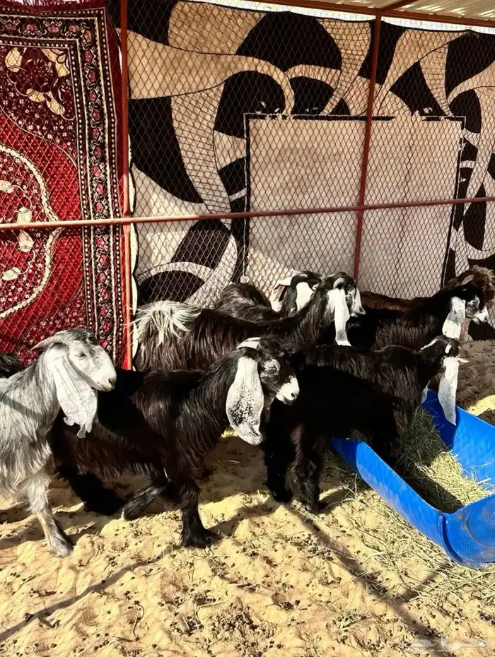 عوارض صنف الصنف 5