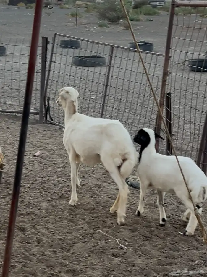 للبيع رفيديه جذعه تحتها رخل 1