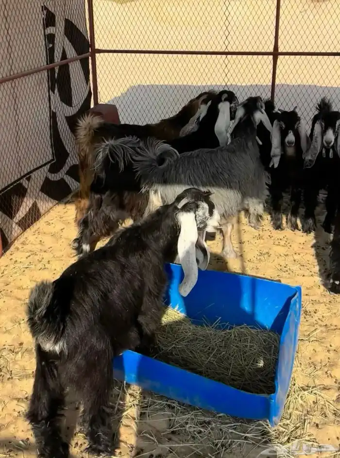 عوارض صنف الصنف 10