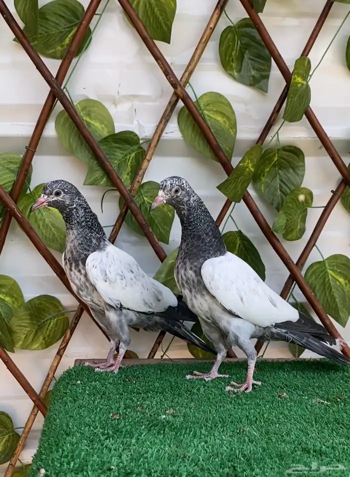 طبات تيدي تم البيع 1