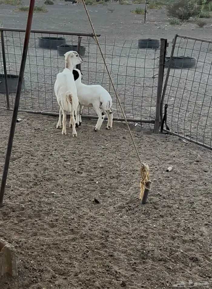 للبيع رفيديه جذعه تحتها رخل 0