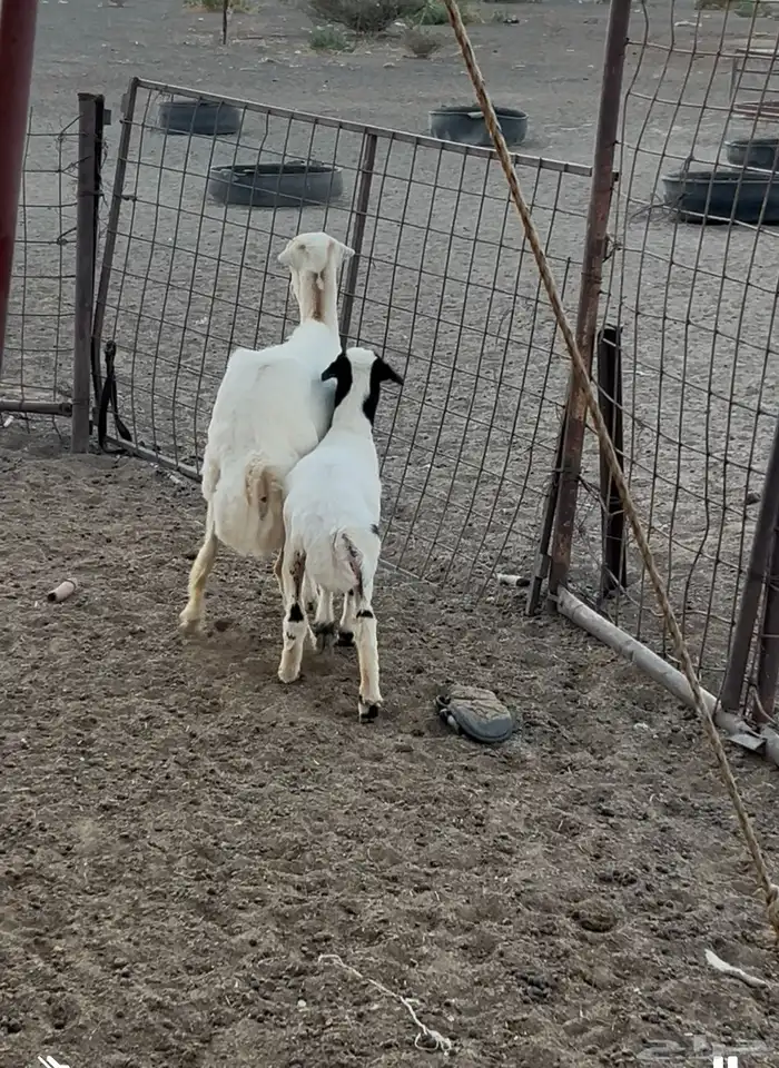 للبيع رفيديه جذعه تحتها رخل 2