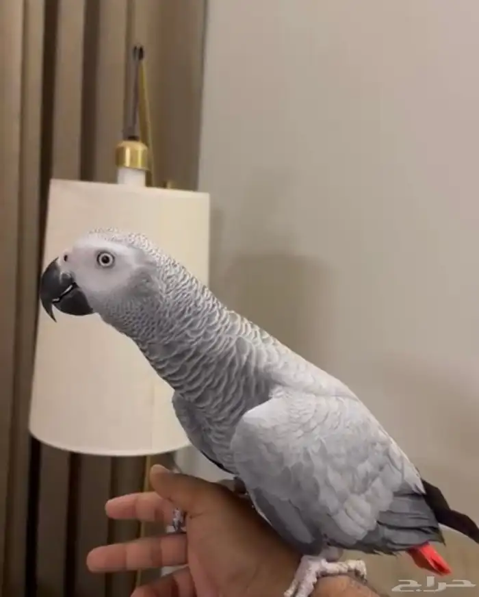 كاسكو اليف حمامه. حجم سوبر سوبر حامبو لون ثلجي 0