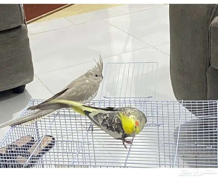 للبيع ببغاء السعر 350 0