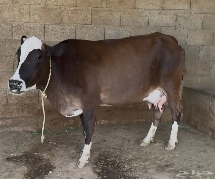 3 بقر منايح وثور 0