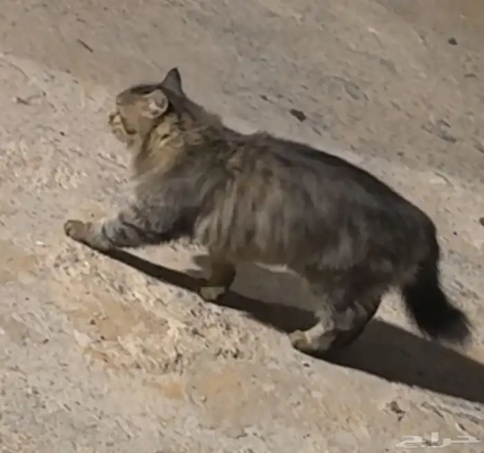 قطو ضايع خلف المكان مول 1