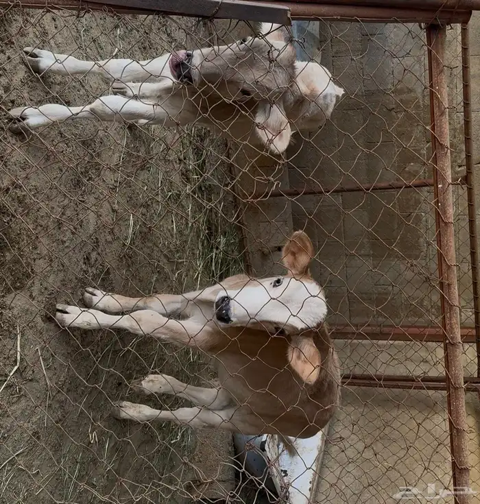 3 بقر منايح وثور 4