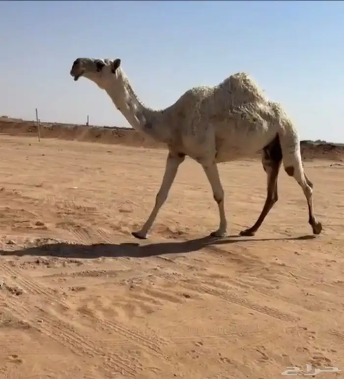 للبيع ضريبه كفو طيبه ومشروطه بساجر 0