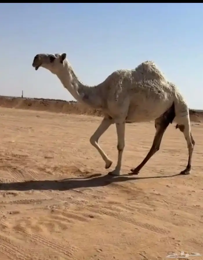 للبيع ضريبه كفو طيبه ومشروطه بساجر 1