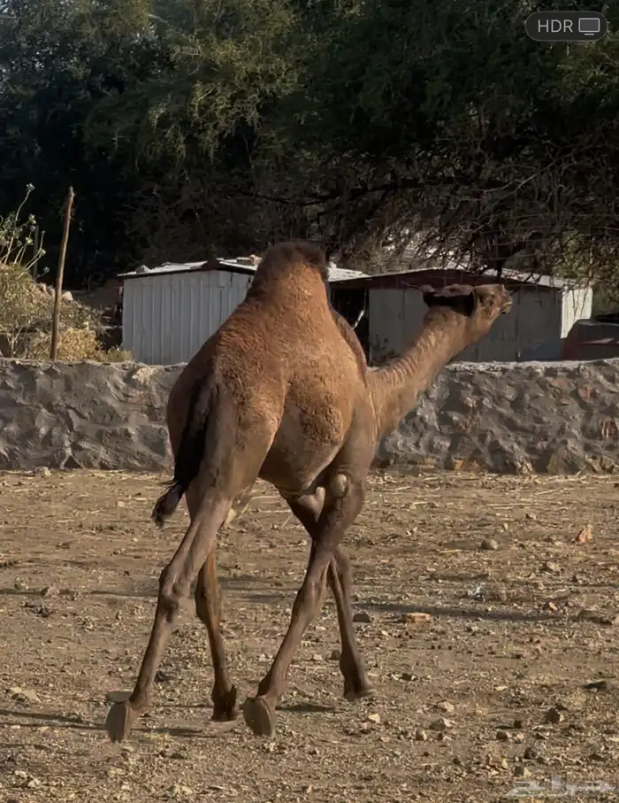 قعود وبكره وحاش 5