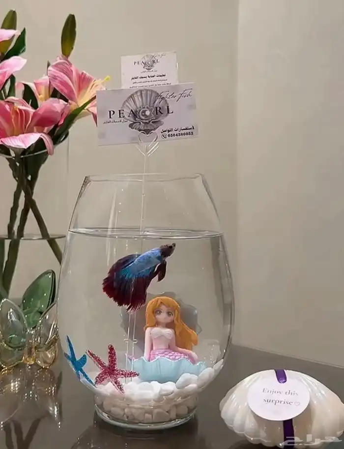 سمك فايتر بكل احتياجاته 2