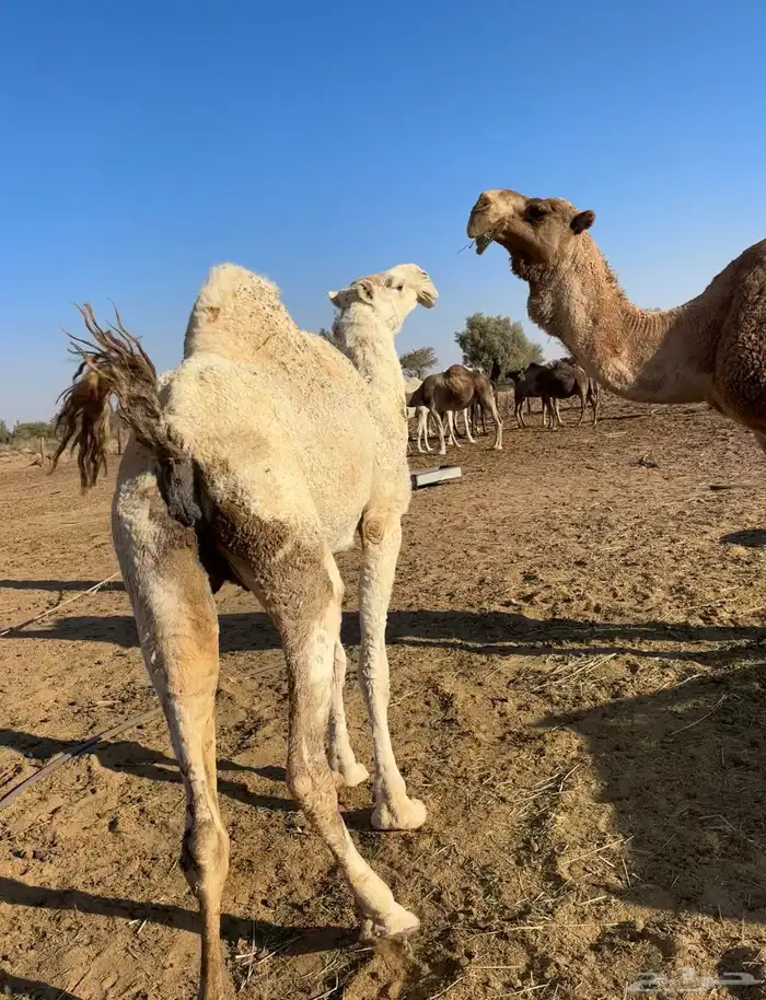 معشر وضروبه 2