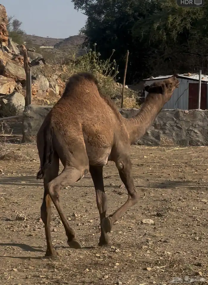 قعود وبكره وحاش 2