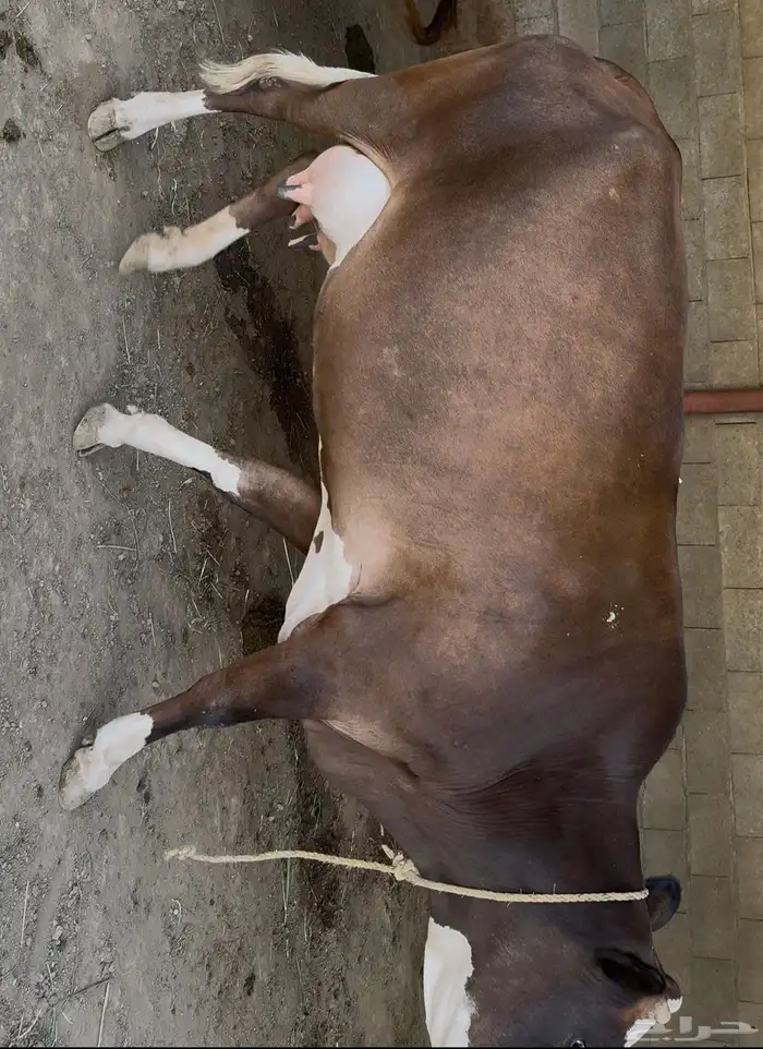 3 بقر منايح وثور 2