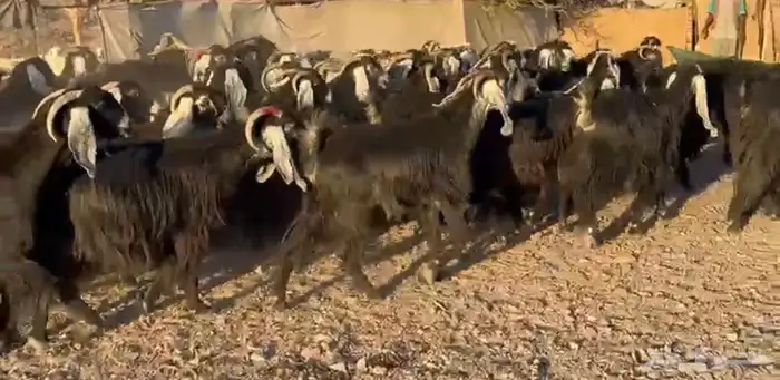 معزاء المراح الواحد واتلاد 4