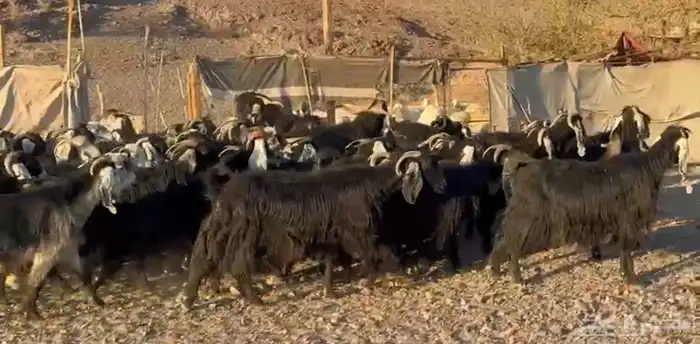 معزاء المراح الواحد واتلاد 3