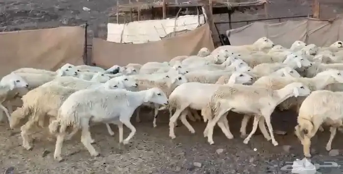 رخال حرش مراح 4