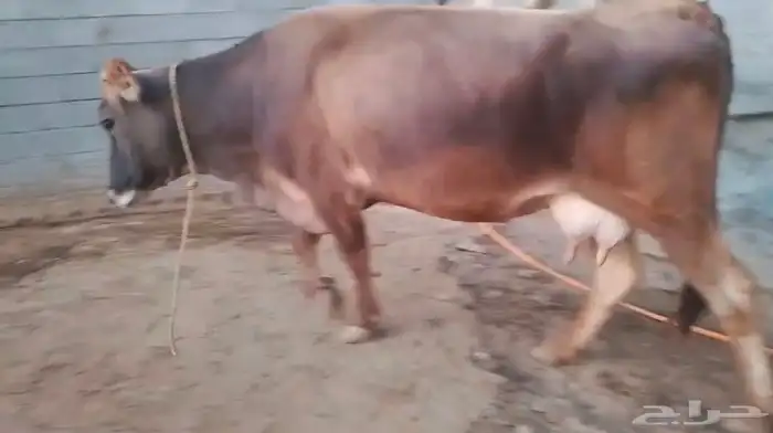 3 بقر منايح وثور 3