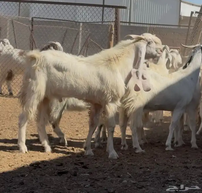 معزا مطورات بيض فاااخره العدد 25 بالفحول 4 يتبعها 1 2