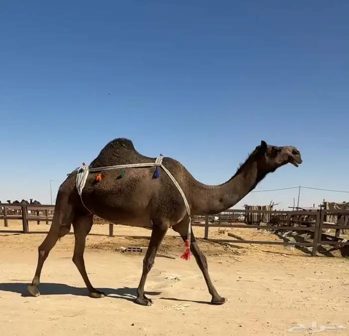 لقحه مجهم كفوو لها في القاح 6 شهور 0