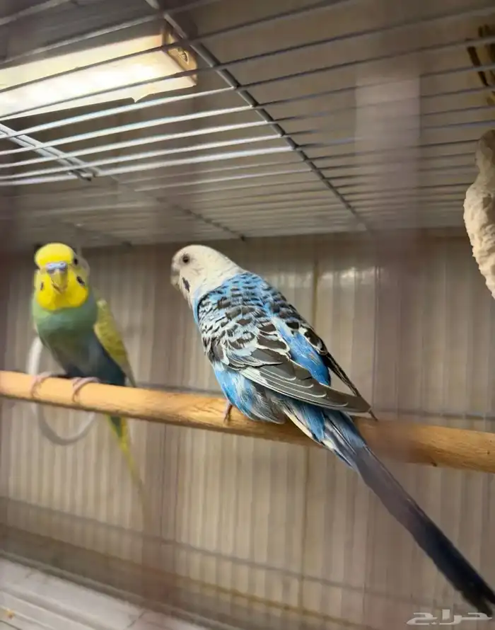 عرض لكم جوز بادجي منتج مع فروخ لون مميز وجميل 0