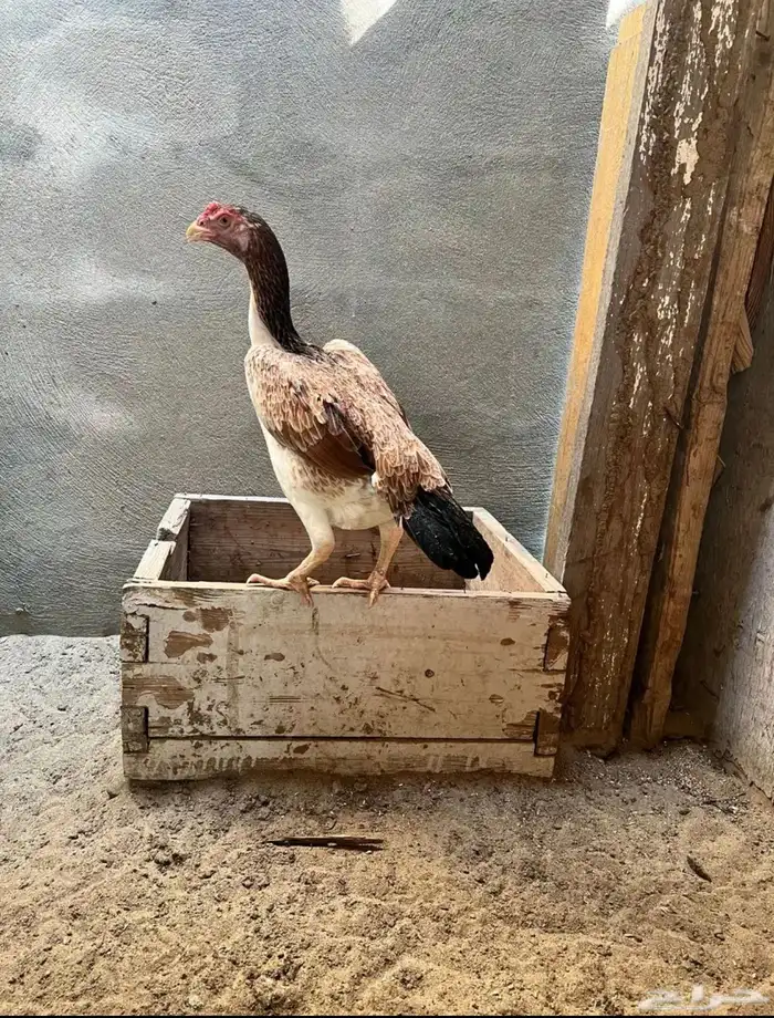 شامو الماني 2