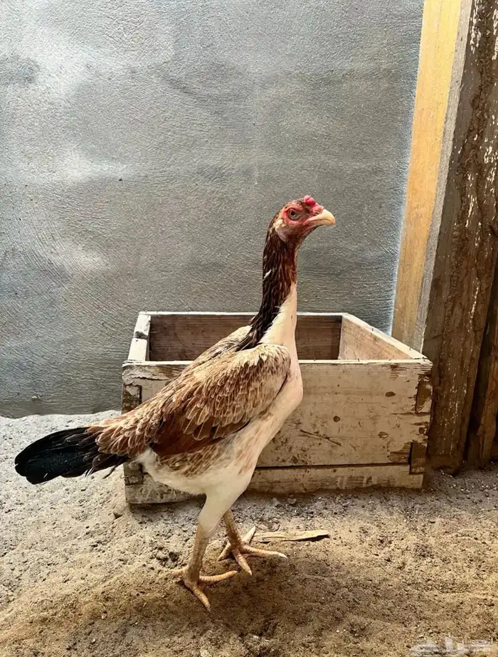 شامو الماني 0