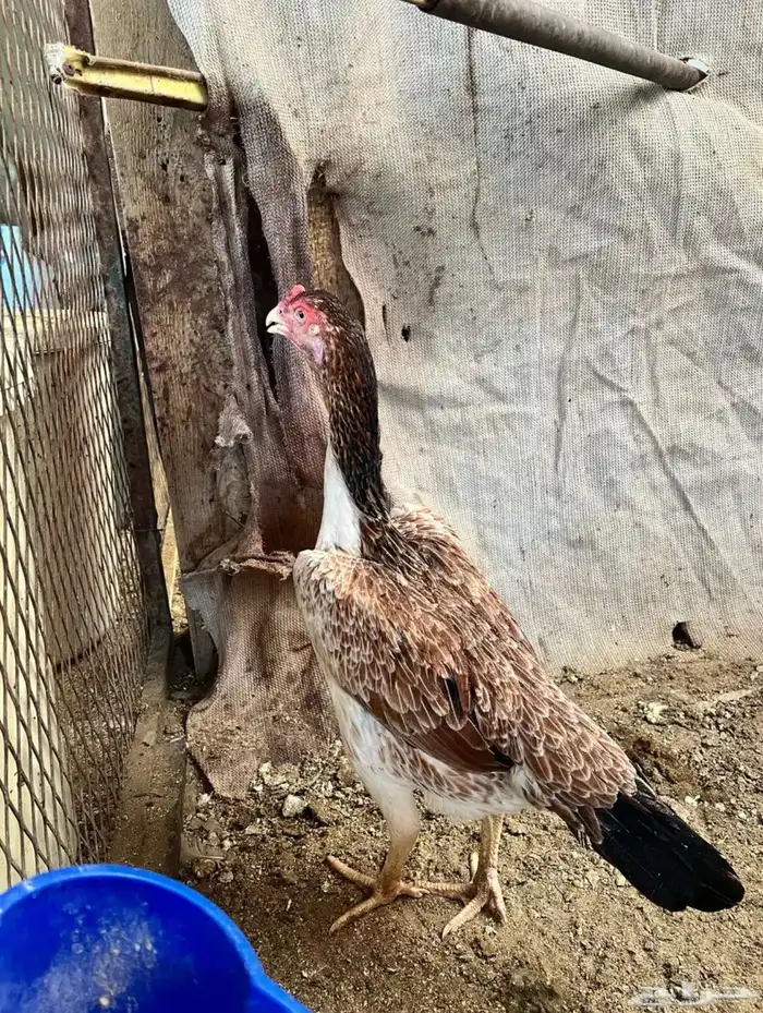 شامو الماني 1