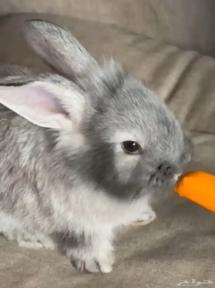 ارانب فرنسي للبيع 2