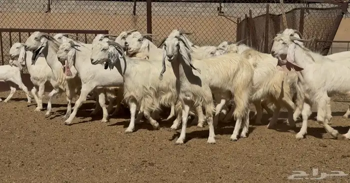 معزا مطورات بيض فاااخره العدد 25 بالفحول 4 يتبعها 1 4