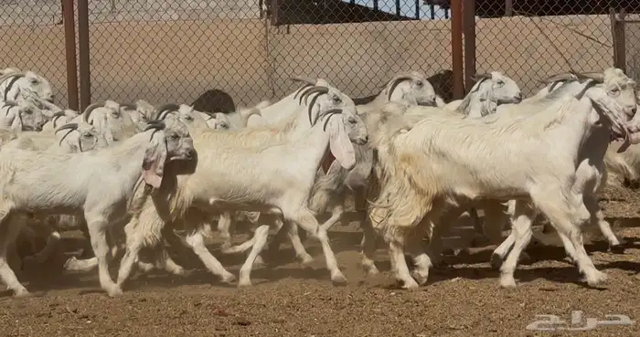 معزا مطورات بيض فاااخره العدد 25 بالفحول 4 يتبعها 1 6