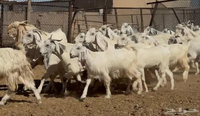 معزا مطورات بيض فاااخره العدد 25 بالفحول 4 يتبعها 1 7