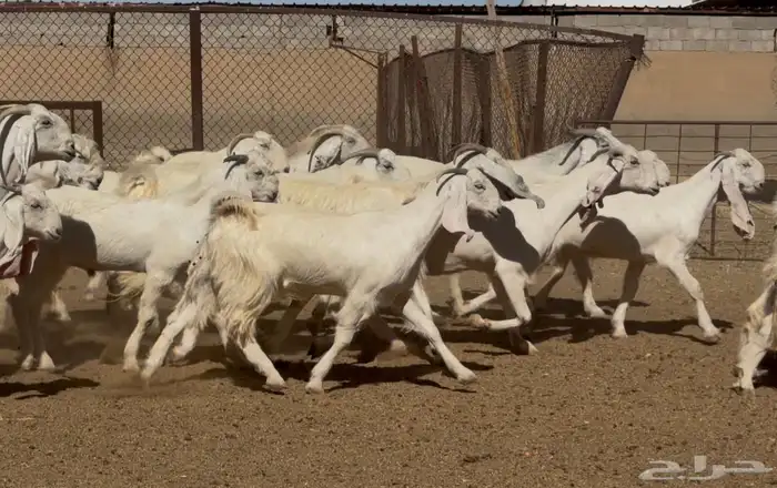 معزا مطورات بيض فاااخره العدد 25 بالفحول 4 يتبعها 1 8