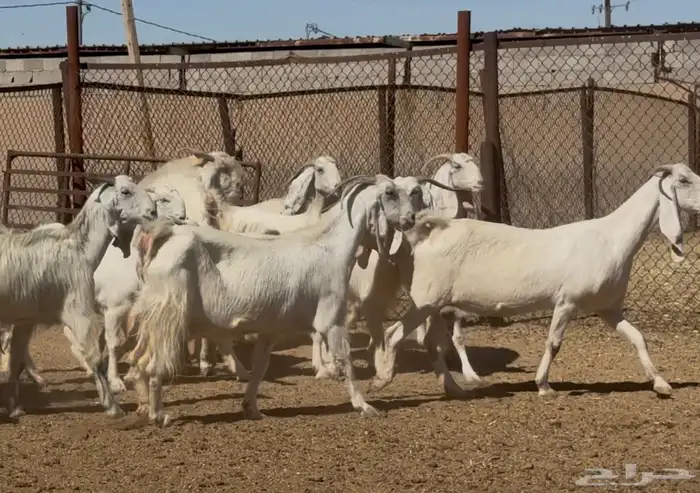 معزا مطورات بيض فاااخره العدد 25 بالفحول 4 يتبعها 1 10