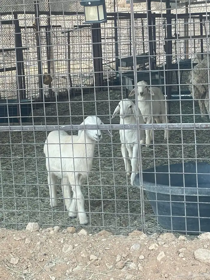 3 خرفان حريات هرافا 1