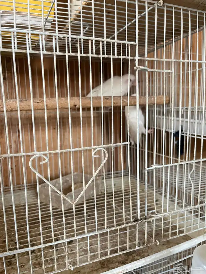 جوز روز البينو بعيون حمر 4