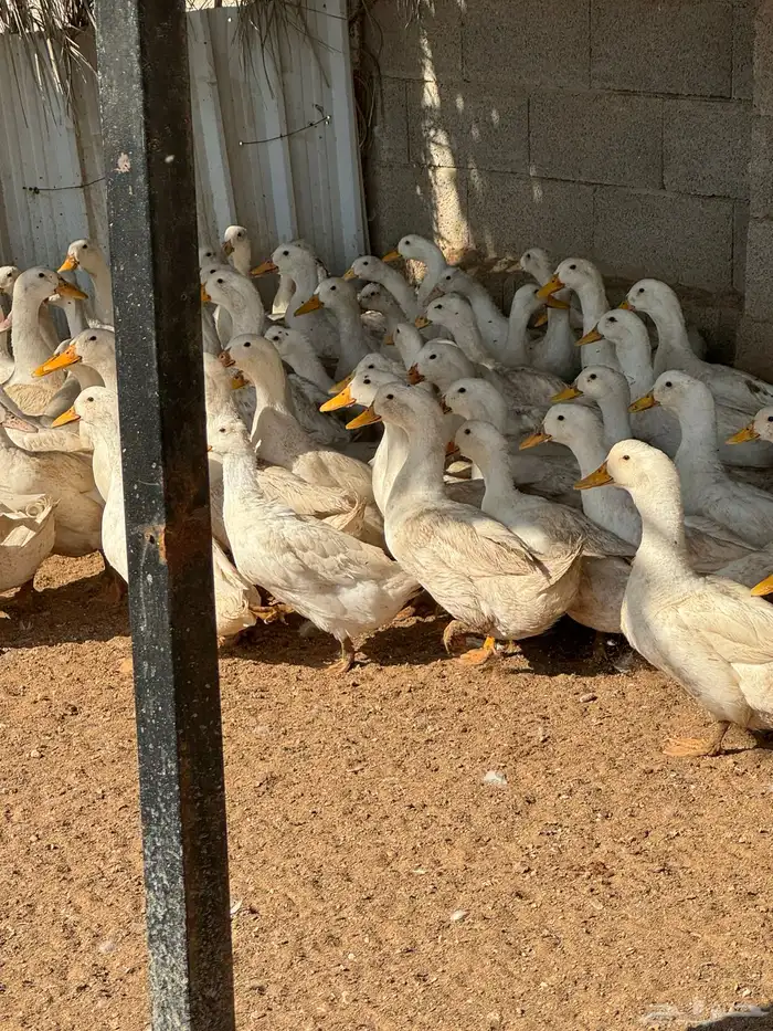 بط بكيني بياض 3